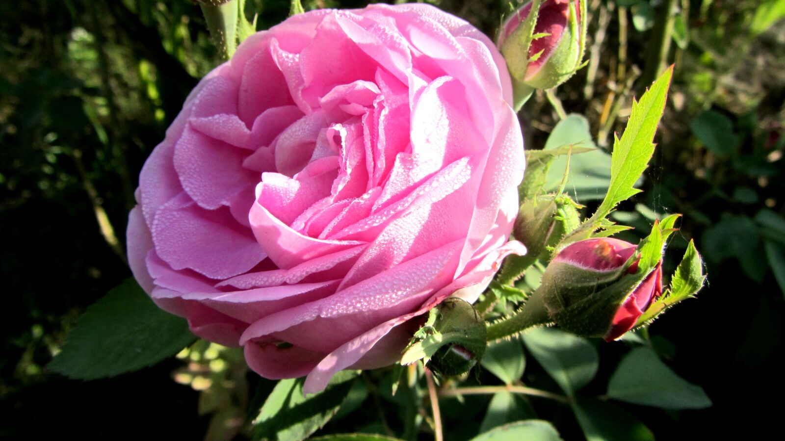 Canon PowerShot SX220 HS sample photo. Rose, flower, bloom photography