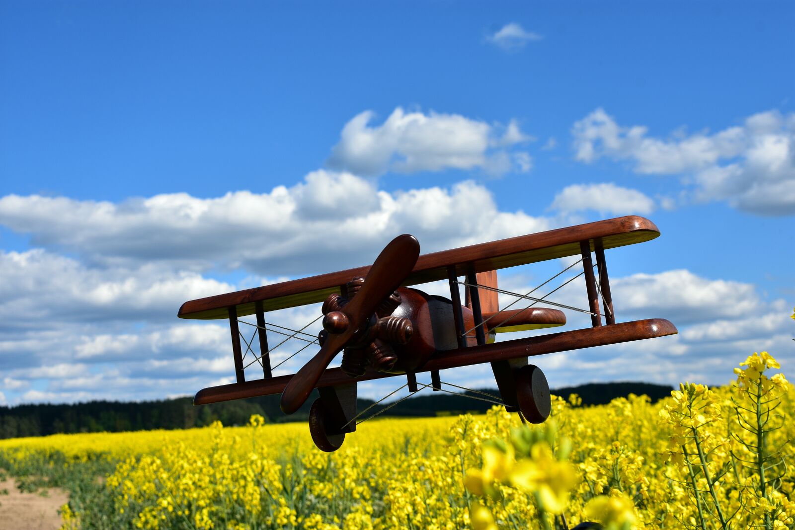Nikon D3400 sample photo. Rapeseed, field, yellow photography