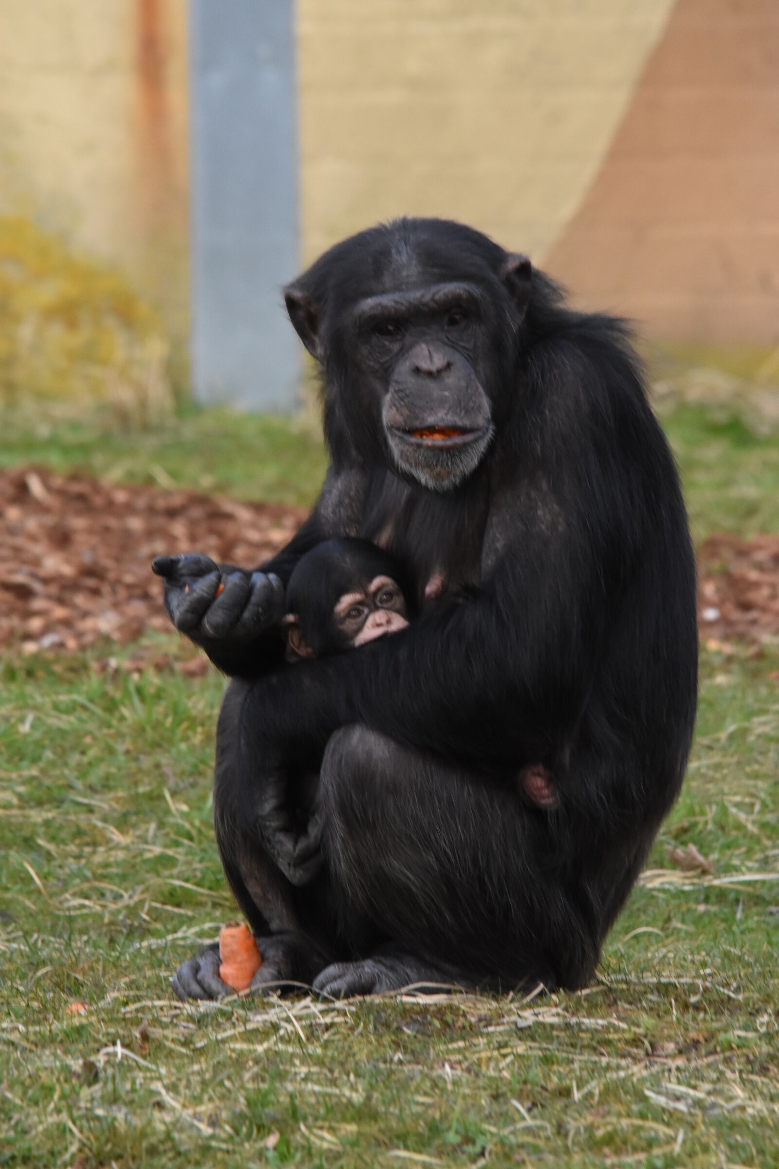 Nikon D7200 sample photo. Mammals, primates, hominoidea photography