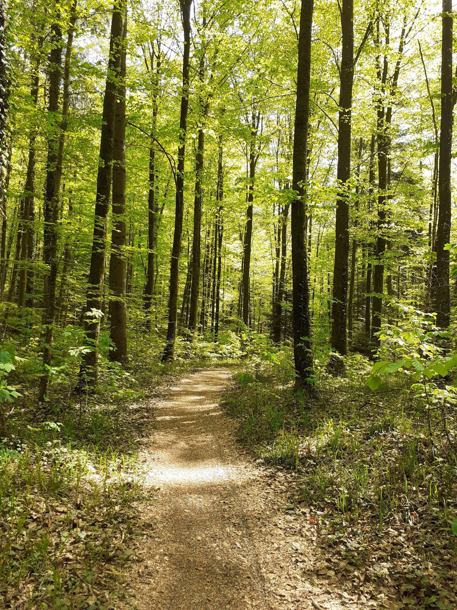Samsung SM-A202F sample photo. Ravensburg, forest, away photography