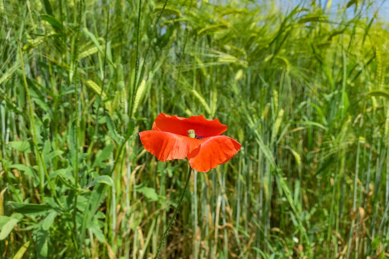 Canon PowerShot G9 X sample photo. Poppy, barley, green photography