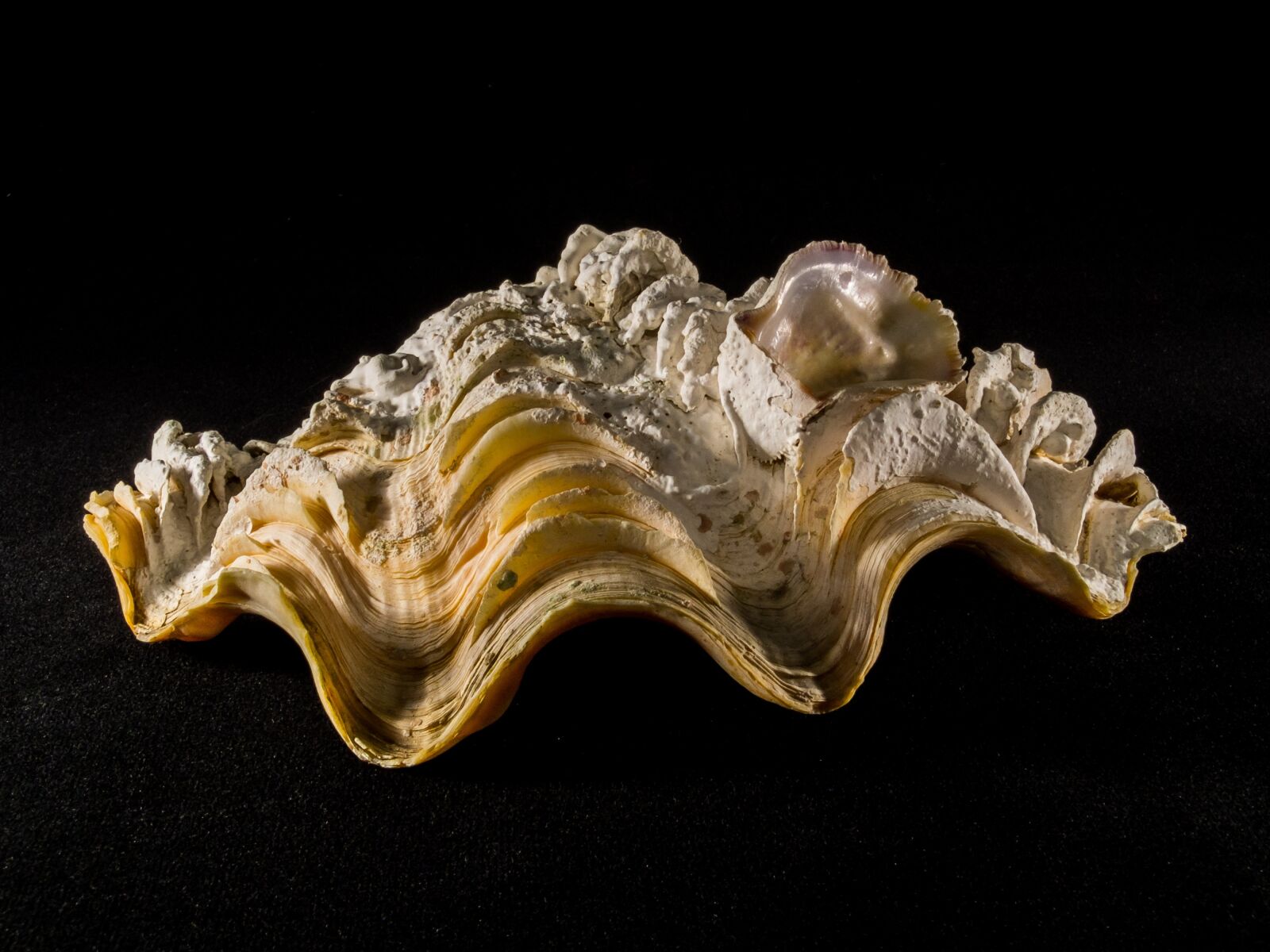 Fujifilm X-S1 sample photo. Shell, limescale, close up photography
