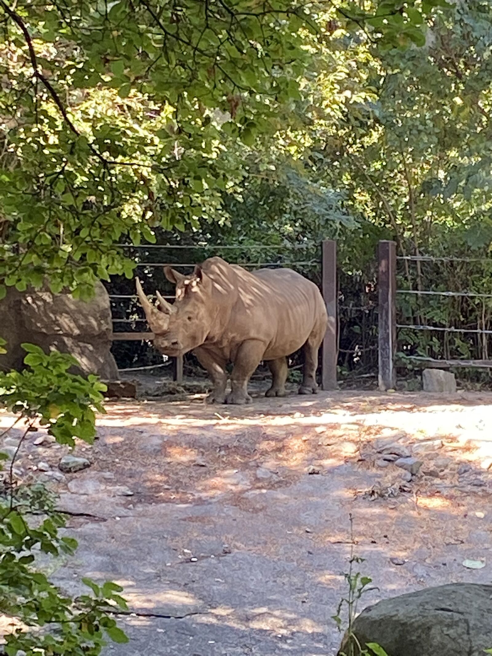 Apple iPhone 11 sample photo. Rhino, animal, zoo photography