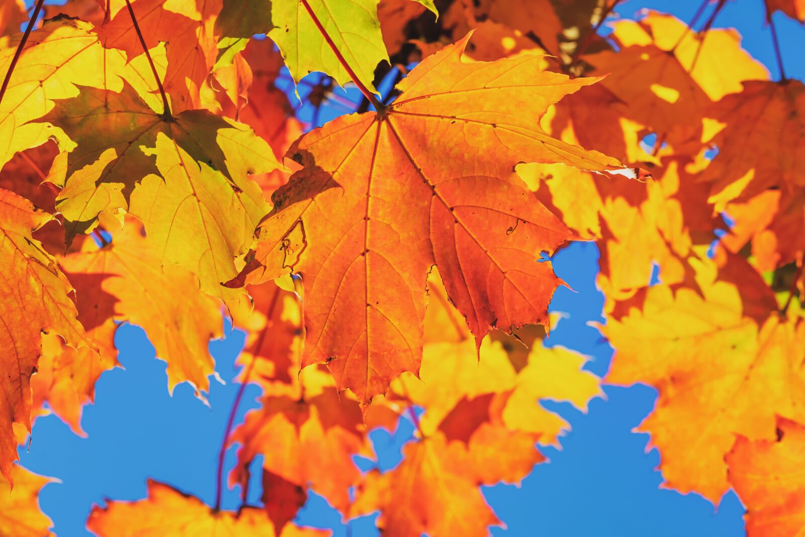 Fujifilm XF 55-200mm F3.5-4.8 R LM OIS sample photo. Autumn, leaf, colorful photography