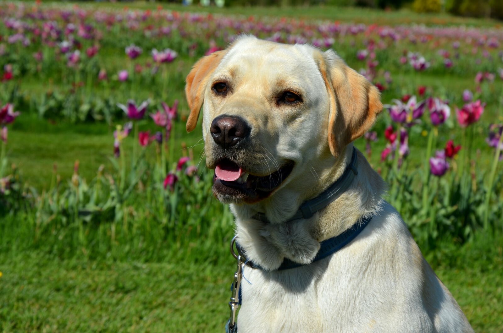 Nikon D5100 sample photo. Labrador retriever, dog, animal photography