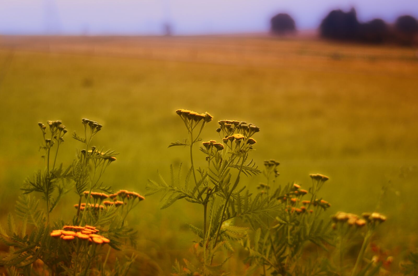 Canon EOS 60D sample photo. Grass, grassland, nature photography
