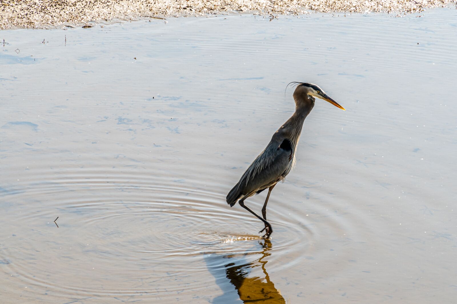 Sony E PZ 18-105mm F4 G OSS sample photo. Heron, great blue heron photography