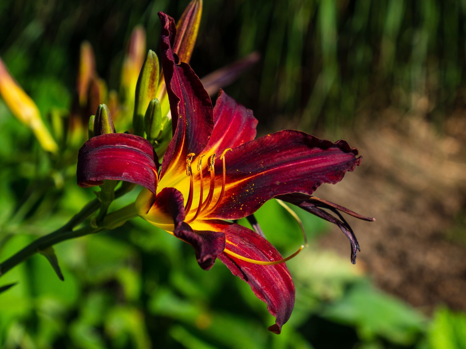 Olympus OM-D E-M10 III sample photo. Flower, flowering, large photography