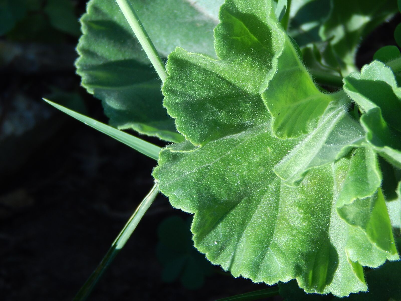 Nikon Coolpix L820 sample photo. Plant, green, nature photography
