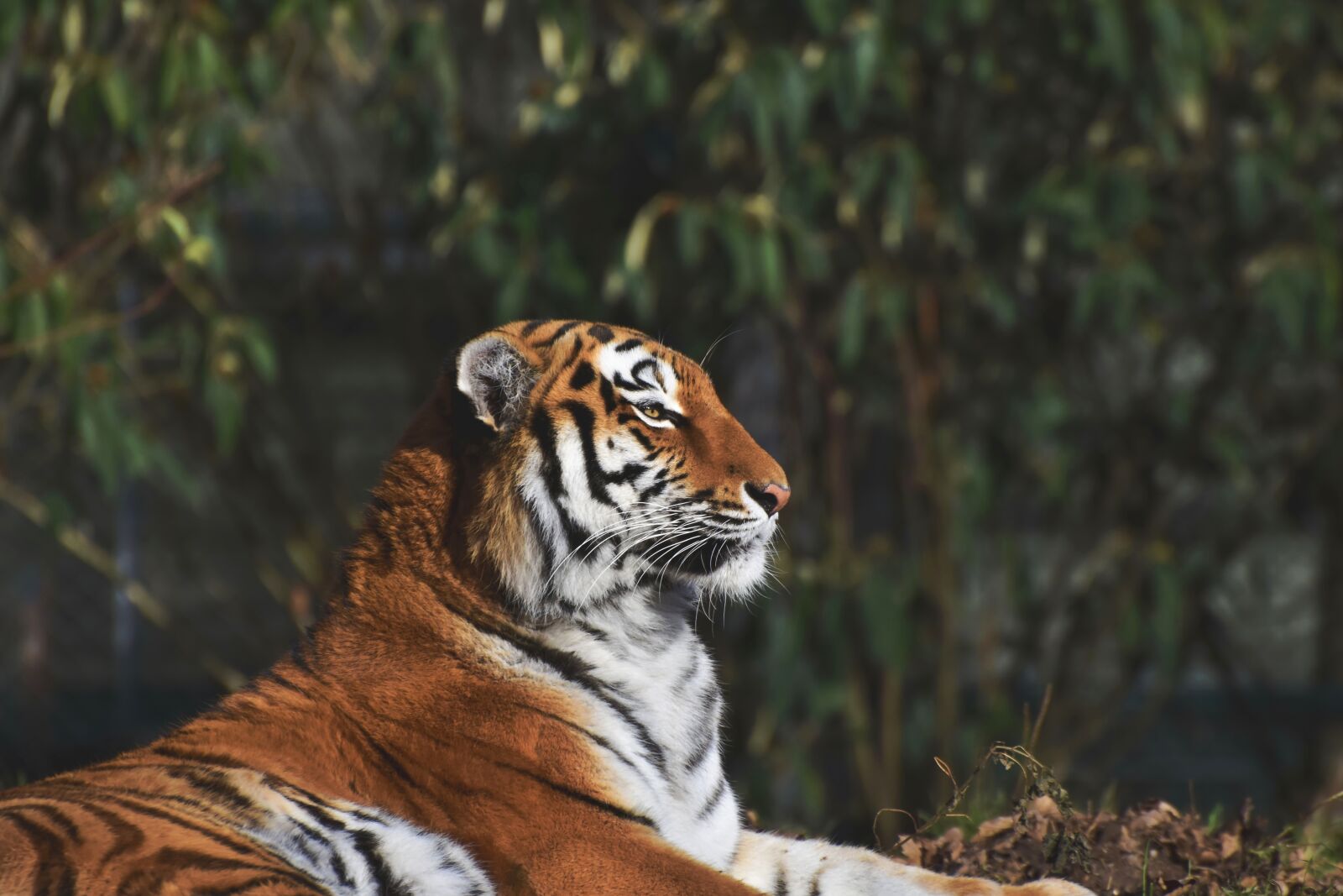 Nikon D7200 sample photo. Tiger, siberian tiger, big photography