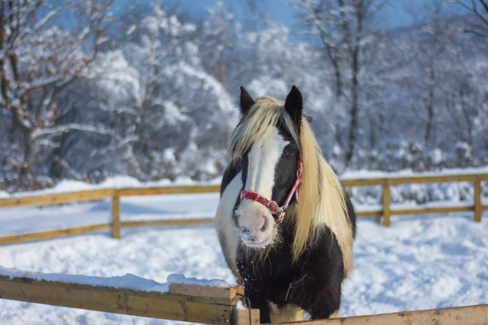 Nikon D7200 sample photo. Horse, farm, winter photography