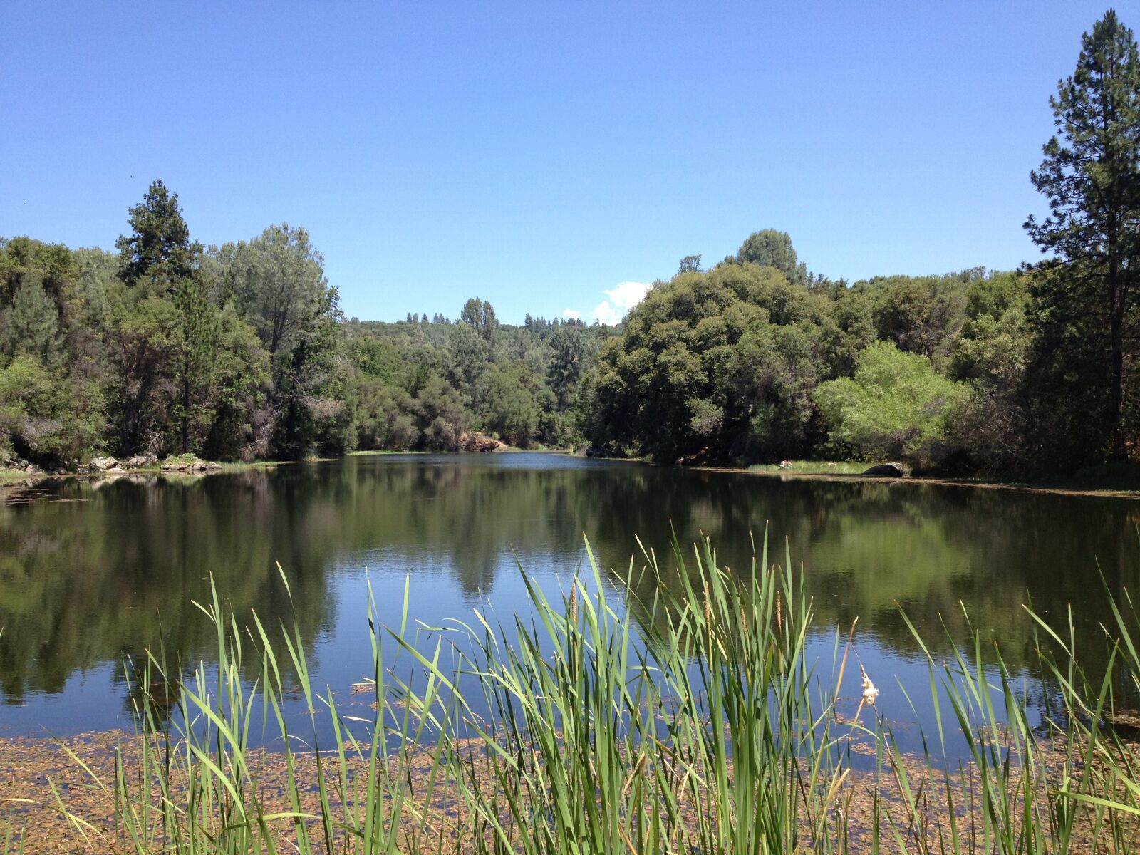 Apple iPhone 4S sample photo. Lake, fish, peaceful photography