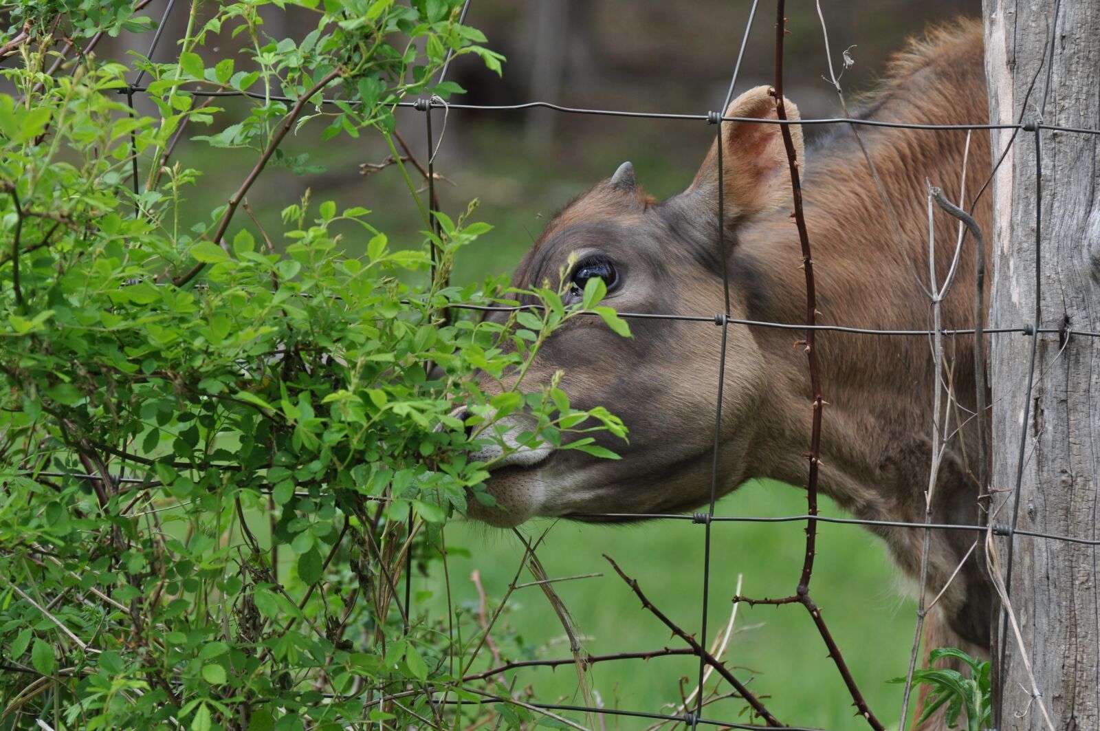 Nikon D5000 sample photo. Nature, animal, tree photography