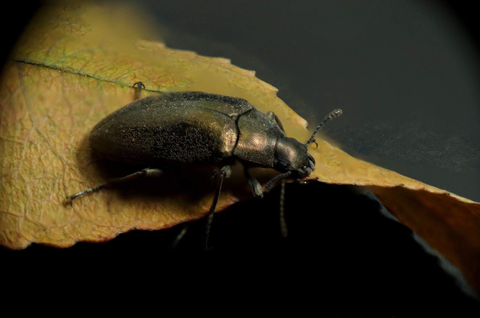 Canon EOS M50 (EOS Kiss M) sample photo. Beetle, insect, nature photography