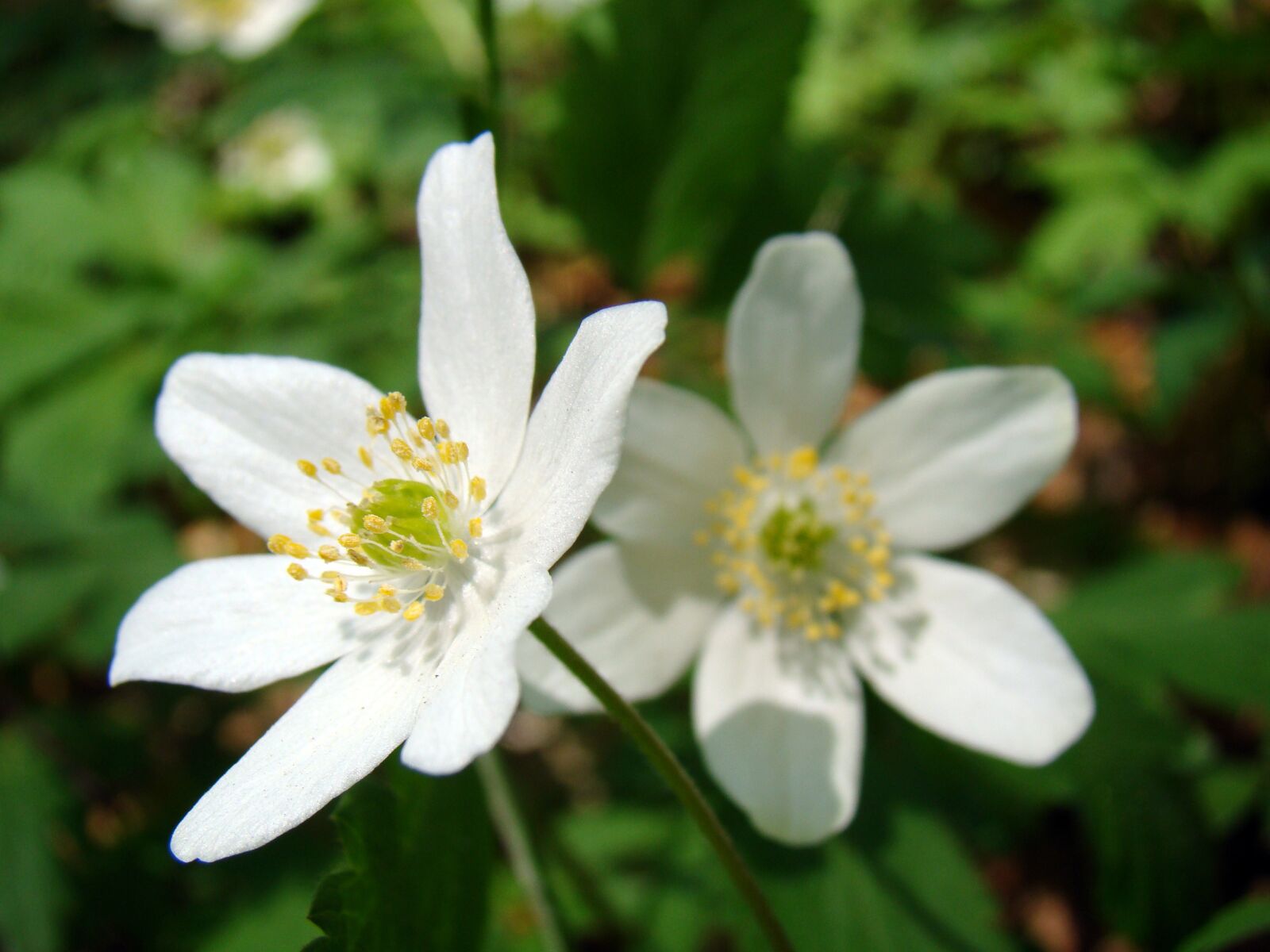 Sony Cyber-shot DSC-H50 sample photo. Flowers, flower, white flower photography