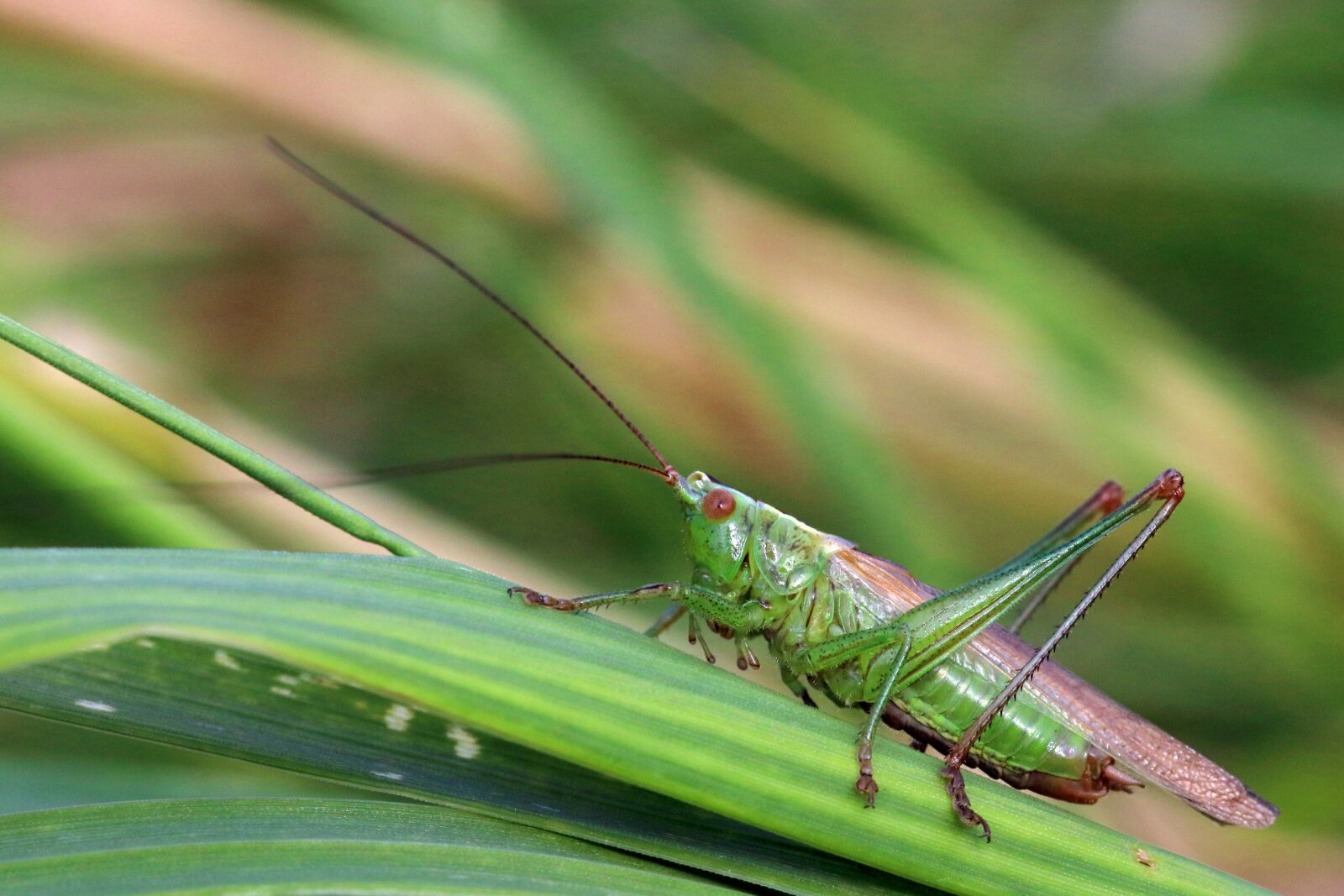 Canon EOS 80D sample photo. Bush cricket, conehead, insect photography