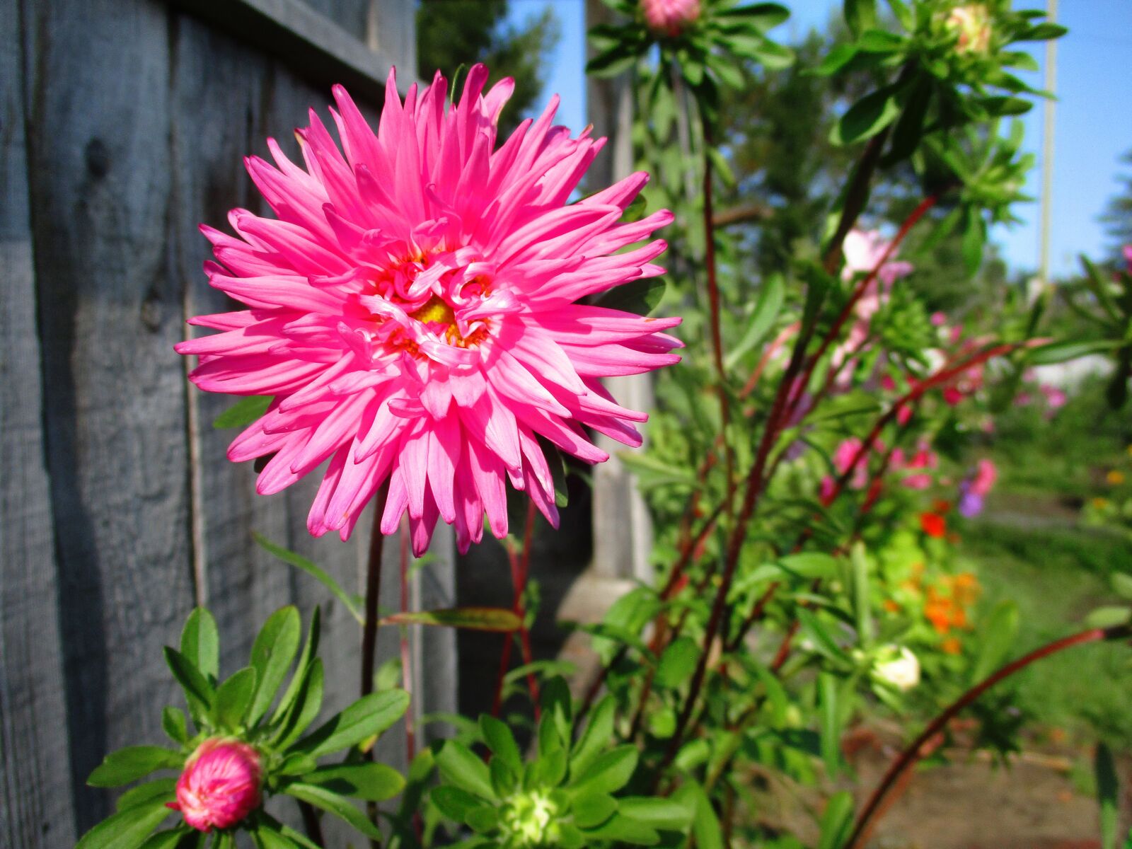 Canon IXUS 185 sample photo. Astra, flower, pink photography