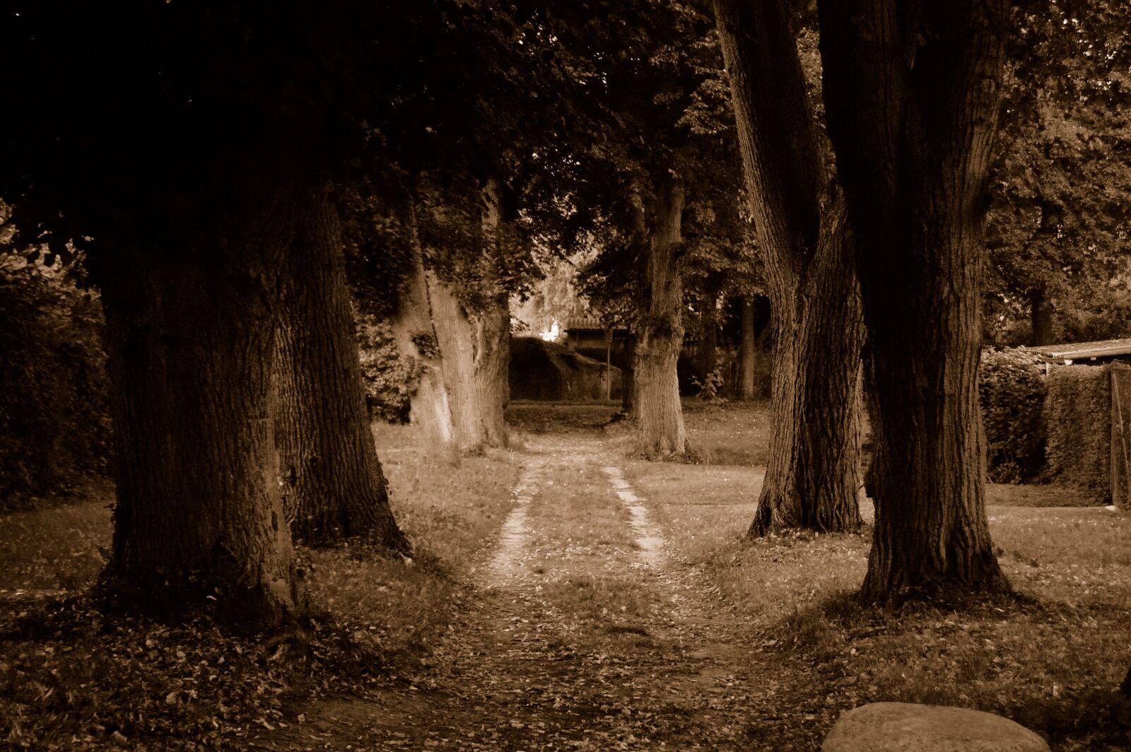 Nikon D40 sample photo. Tree, light, nature photography
