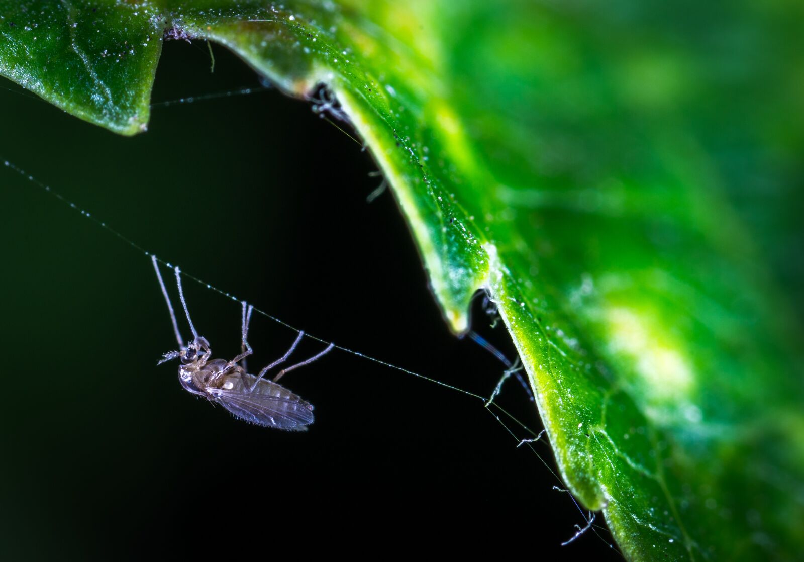 #124 65/2.8 sample photo. Insect, nature, bespozvonochnoe photography