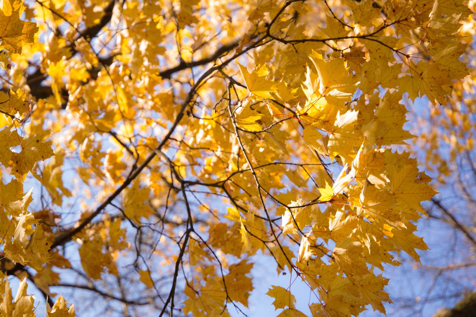 Canon EOS 6D + Canon EF 24-105mm F3.5-5.6 IS STM sample photo. Autumn, leaves, maple tree photography