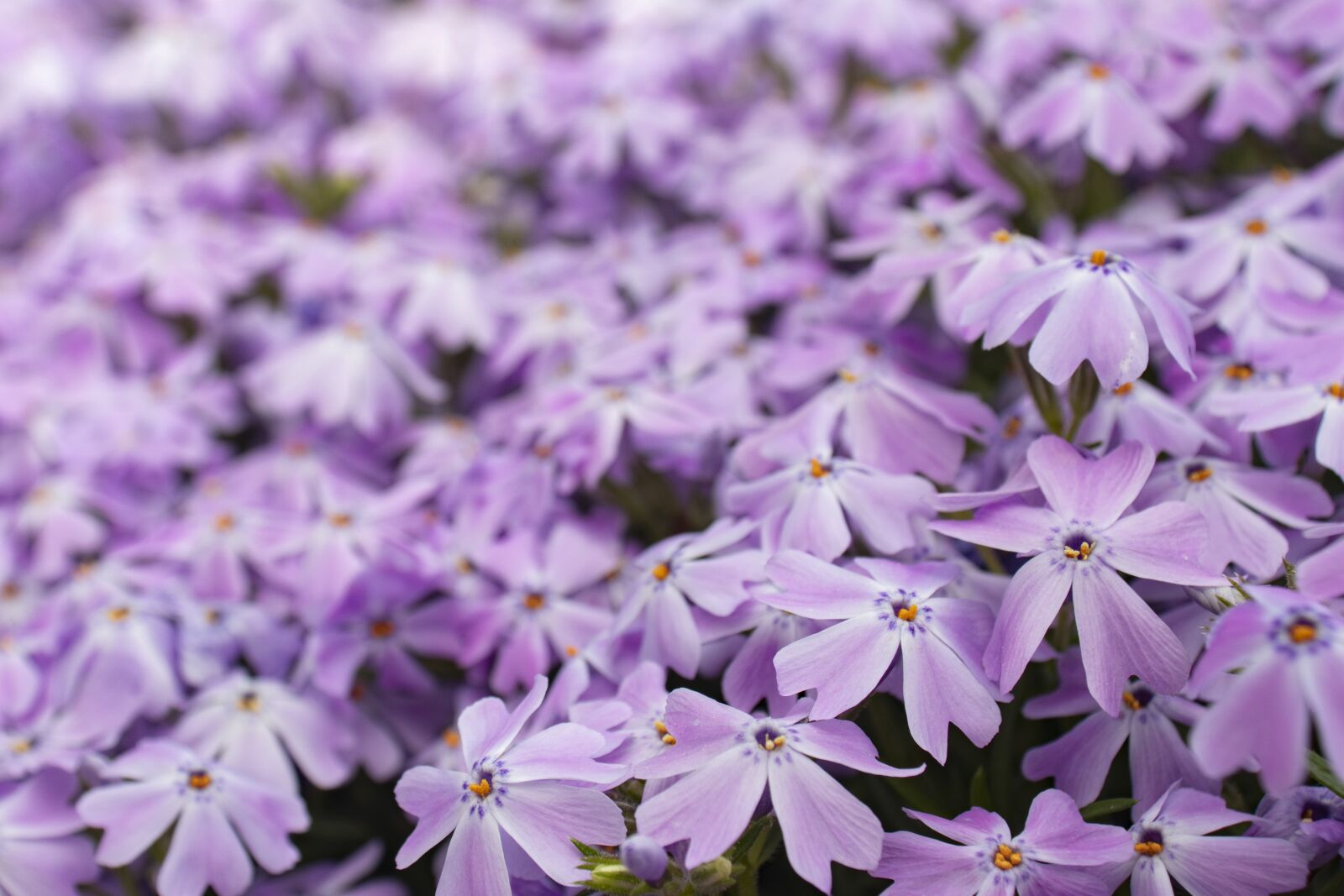 Canon EOS 200D (EOS Rebel SL2 / EOS Kiss X9) sample photo. Purple, flower, bloom photography