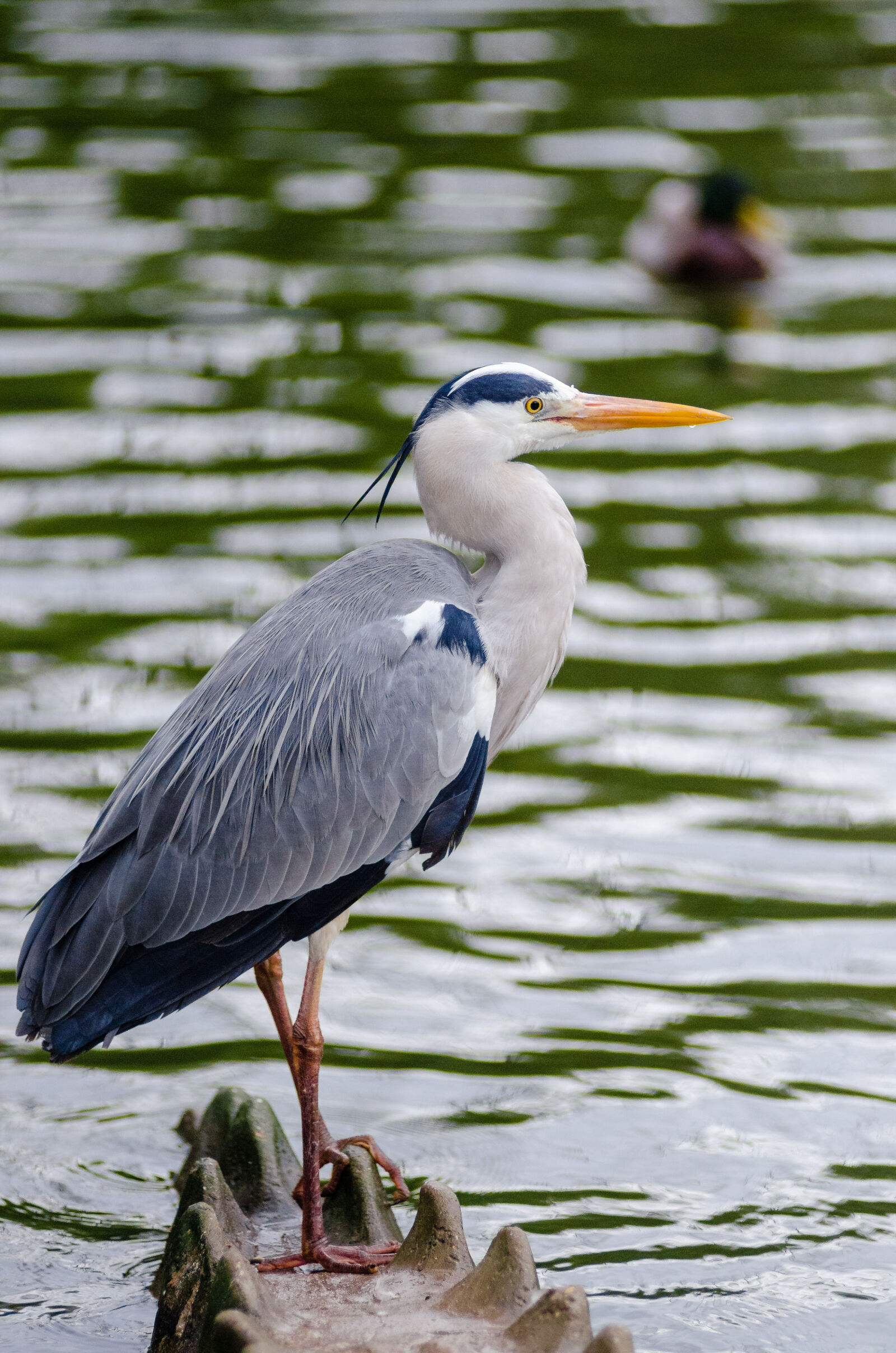 AF Zoom-Nikkor 80-200mm f/2.8 ED sample photo. White, and, grey, feather photography