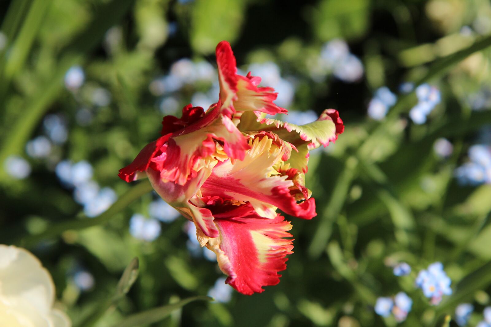 Canon EOS 600D (Rebel EOS T3i / EOS Kiss X5) + Sigma 12-24mm f/4.5-5.6 EX DG ASPHERICAL HSM + 1.4x sample photo. Tulip, parrot tulip, flower photography