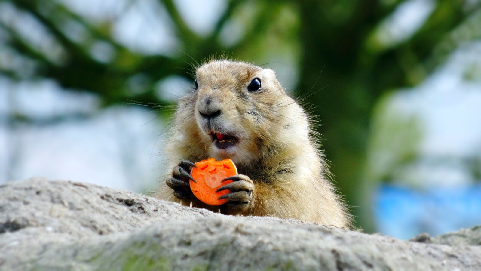 Sony Cyber-shot DSC-HX50V sample photo. Prairie dog, animal, carrot photography