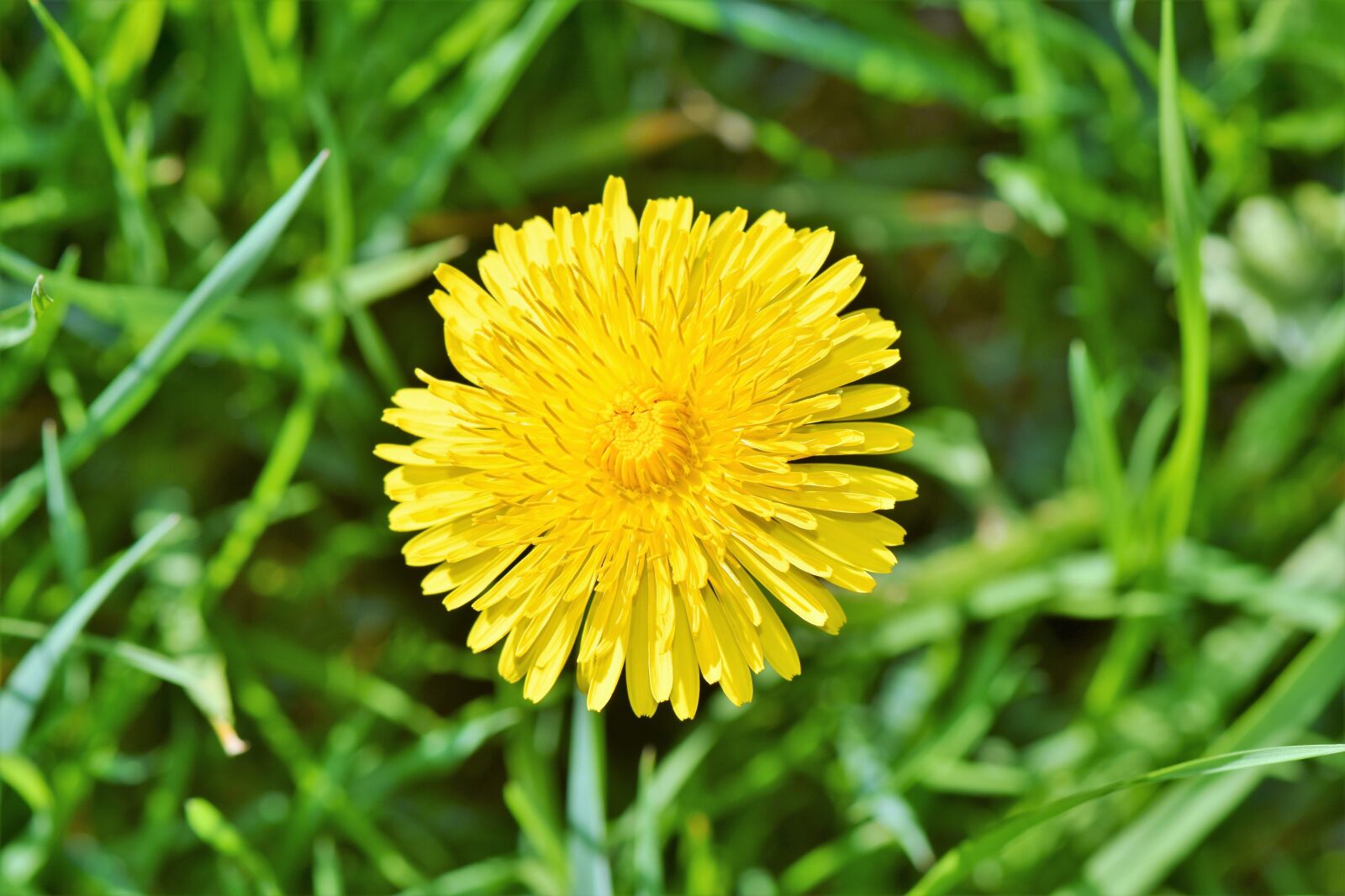 Nikon D7200 sample photo. Dandelion flower, dandelion, flower photography