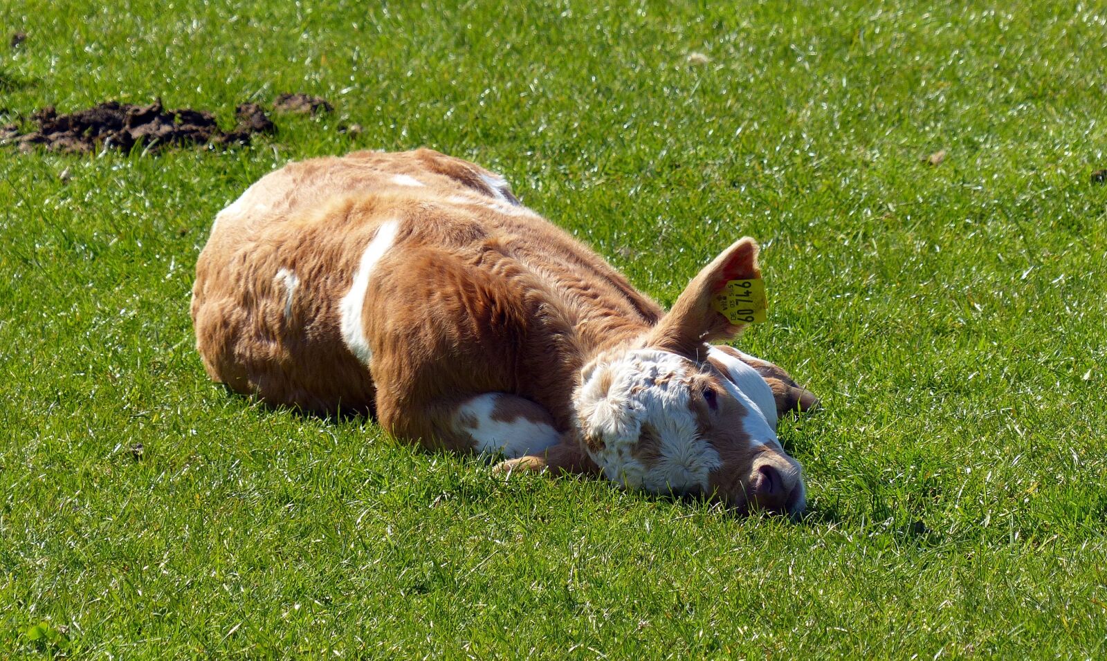 Panasonic Lumix DMC-FZ200 sample photo. Calf, beef, agriculture photography