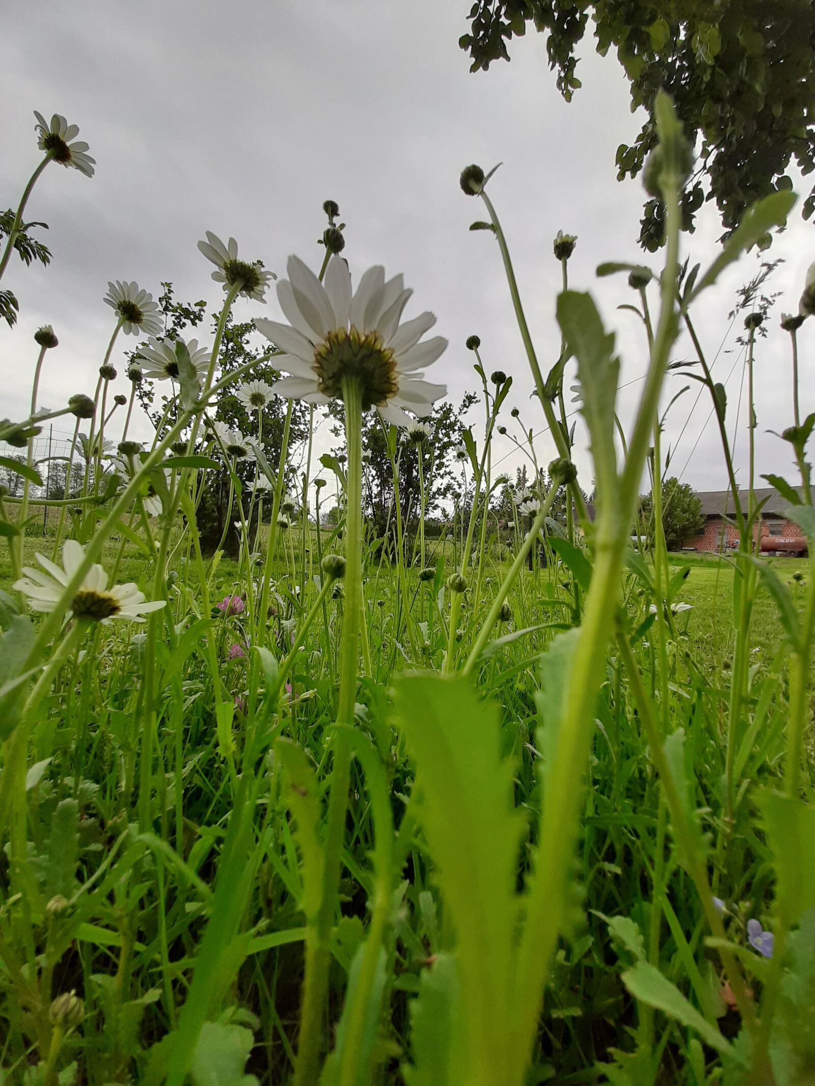 Samsung Galaxy A50 sample photo. Daisy, white, flowers photography