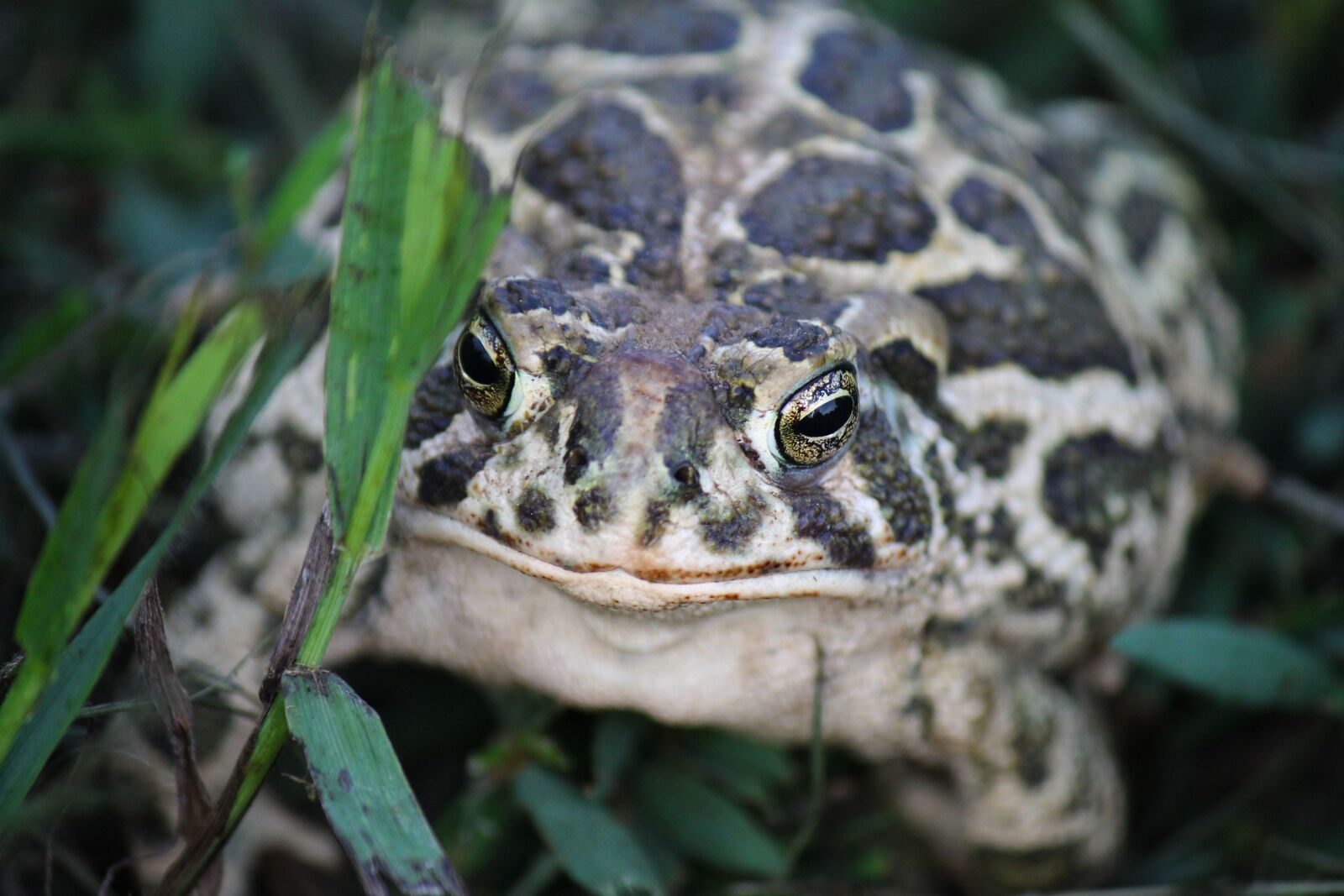 Canon EOS 1100D (EOS Rebel T3 / EOS Kiss X50) sample photo. Great plains toad, kr photography