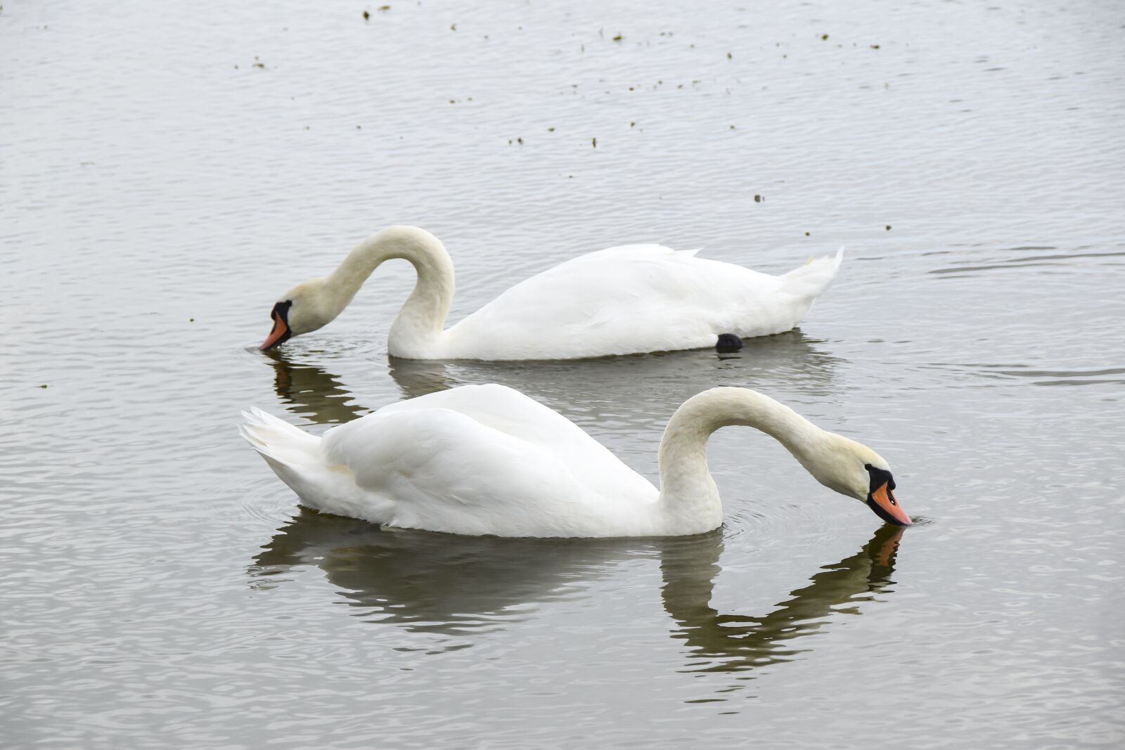 Nikon D5300 sample photo. Swan, bird, white photography