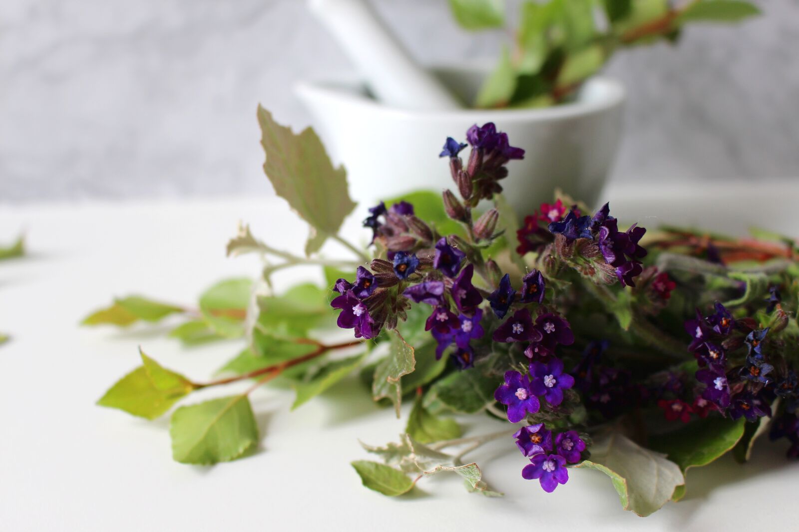 Canon EOS 700D (EOS Rebel T5i / EOS Kiss X7i) sample photo. Medicinal flower, cure, ointment photography