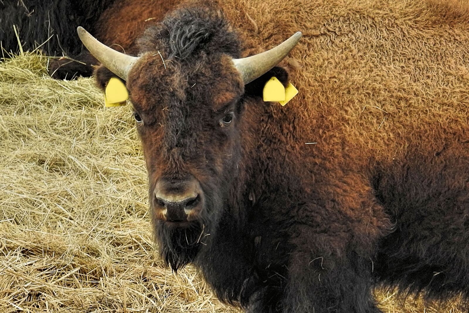 Nikon Coolpix P900 sample photo. Bison, animal, mammal photography