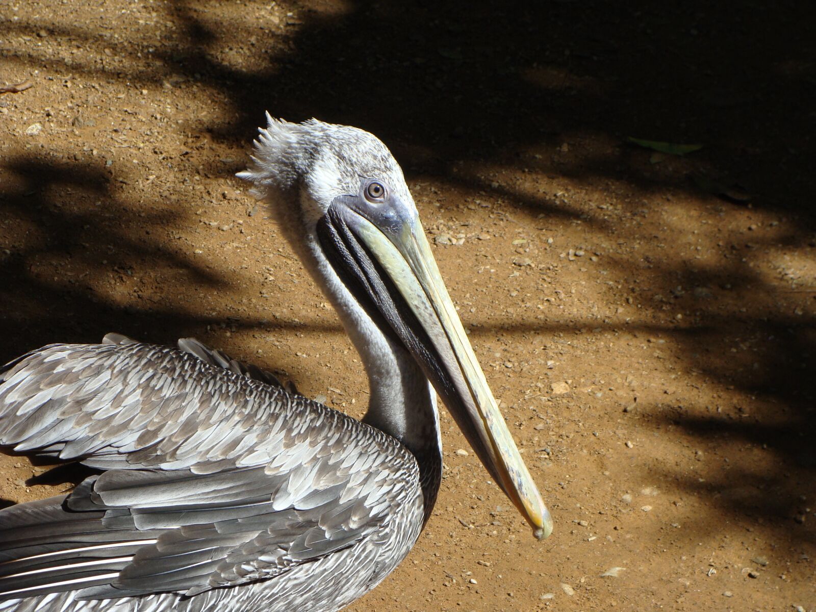 Sony Cyber-shot DSC-H10 sample photo. Pelican, ave, animal photography