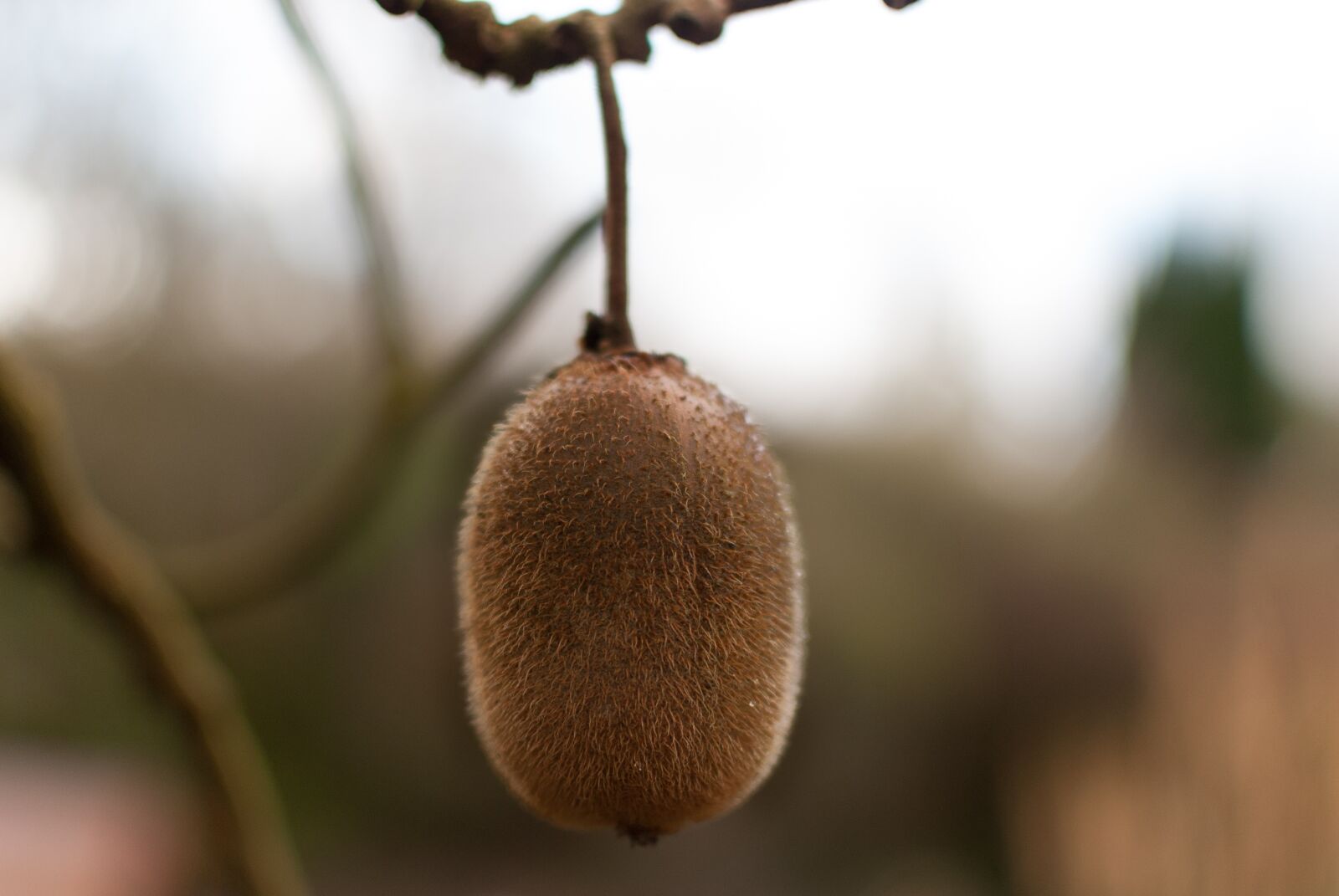 Nikon D80 sample photo. Nature, plant, outdoor photography