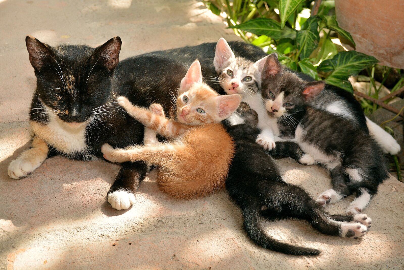 Nikon D5200 sample photo. Cats, pet, feline photography
