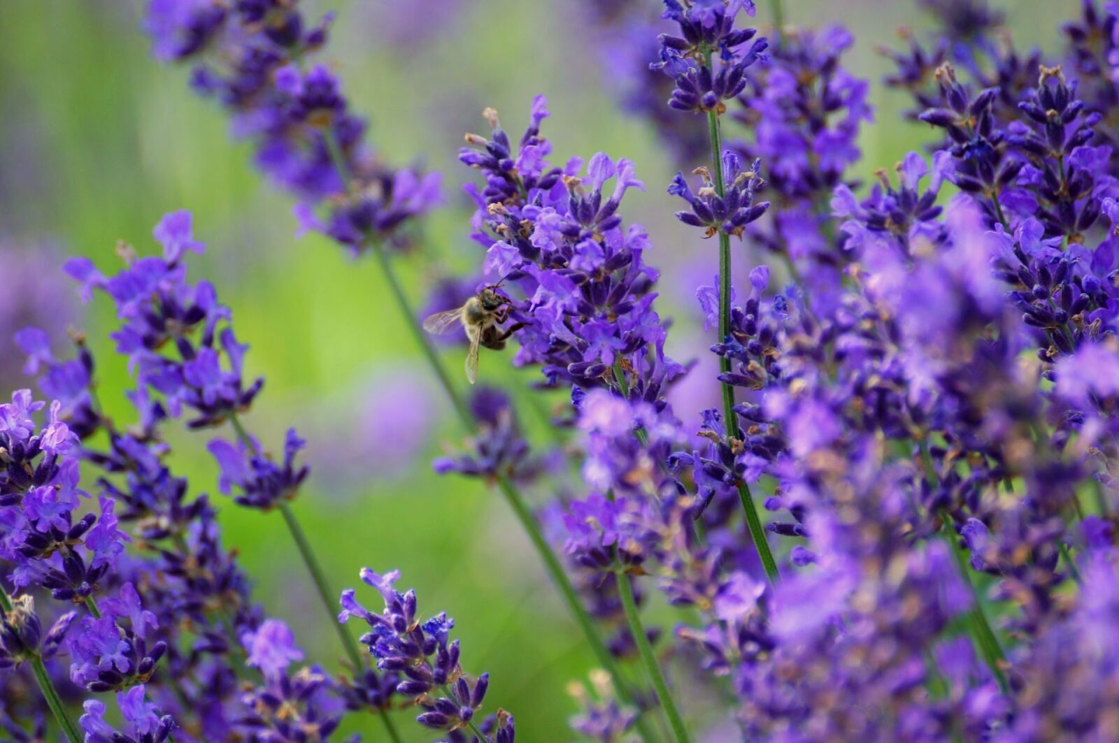 Sony SLT-A37 sample photo. Lavender, nature, plant photography