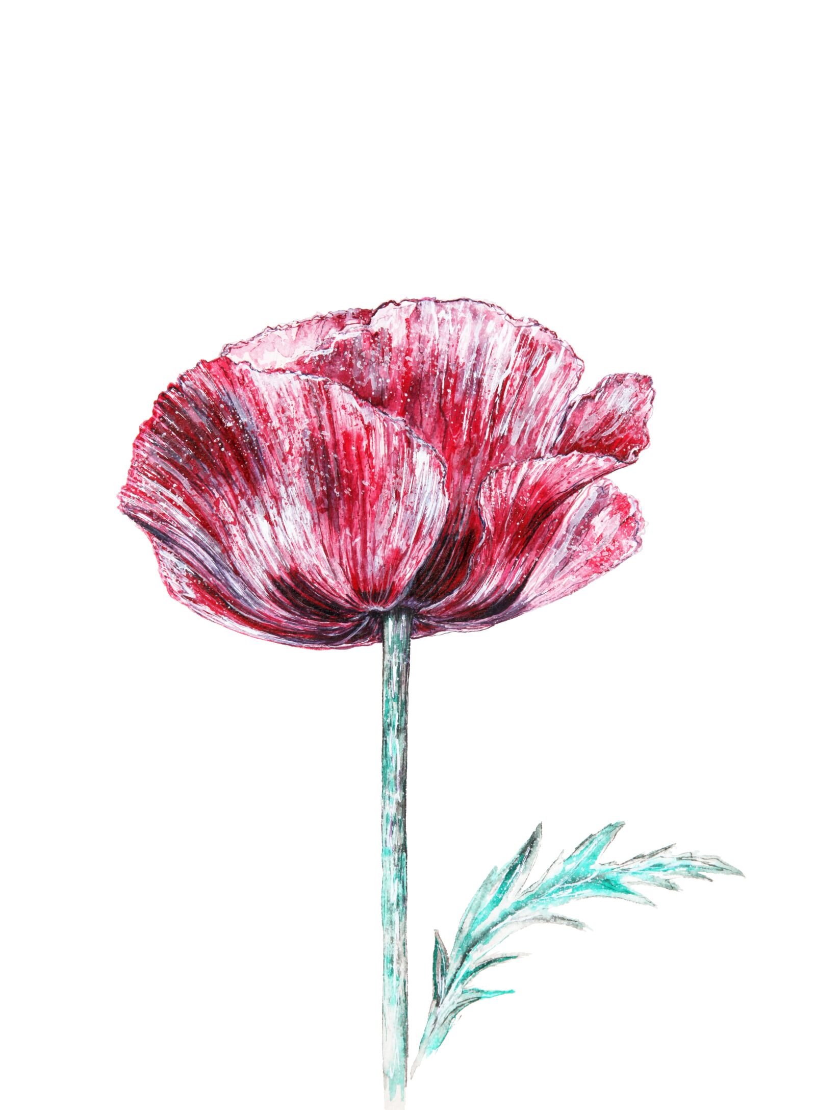 Canon EOS 5D Mark II sample photo. Poppy, flower, blossom photography