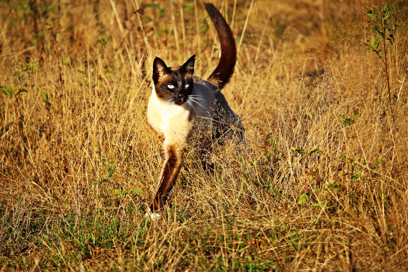 Canon EOS 100D (EOS Rebel SL1 / EOS Kiss X7) sample photo. Cat, siam, siamese cat photography