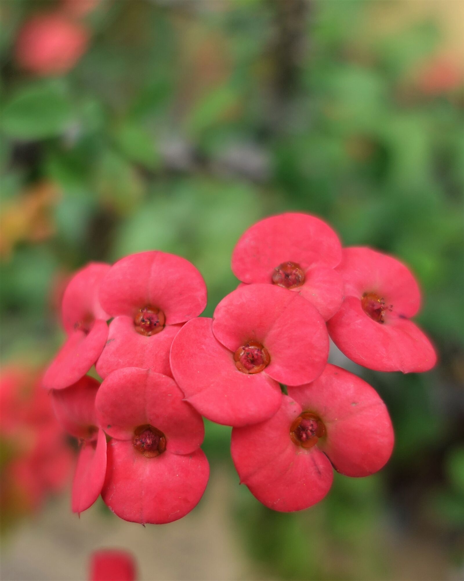 Sony DSC-RX100M5 sample photo. Nature, flower garden, spring photography