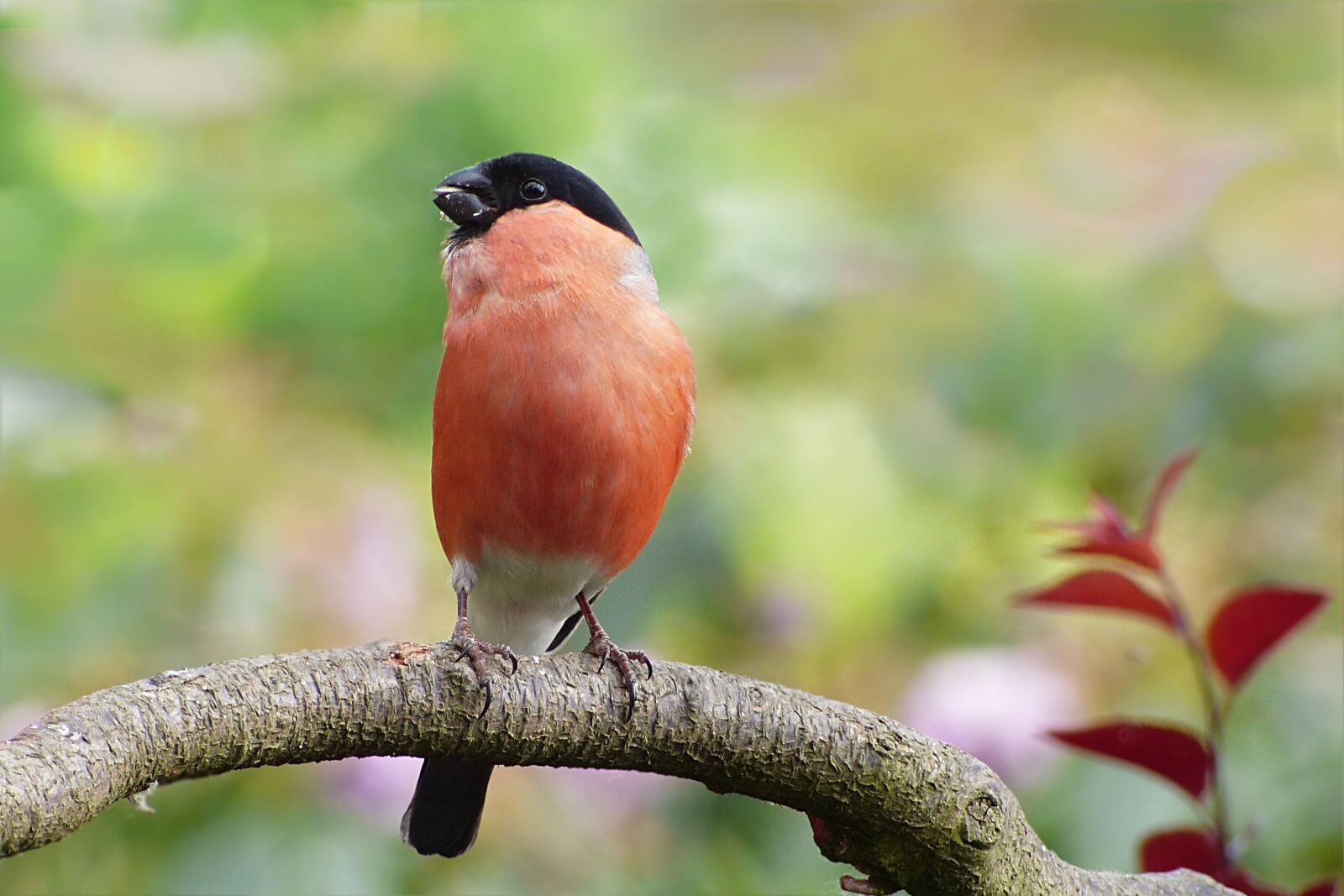 Panasonic Lumix DMC-FZ200 sample photo. Animal, bird, songbird photography