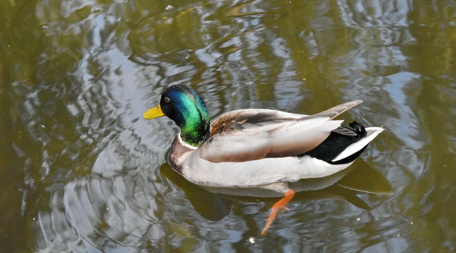 Nikon D5500 sample photo. Wildlife, duck, lake, waterfowl photography