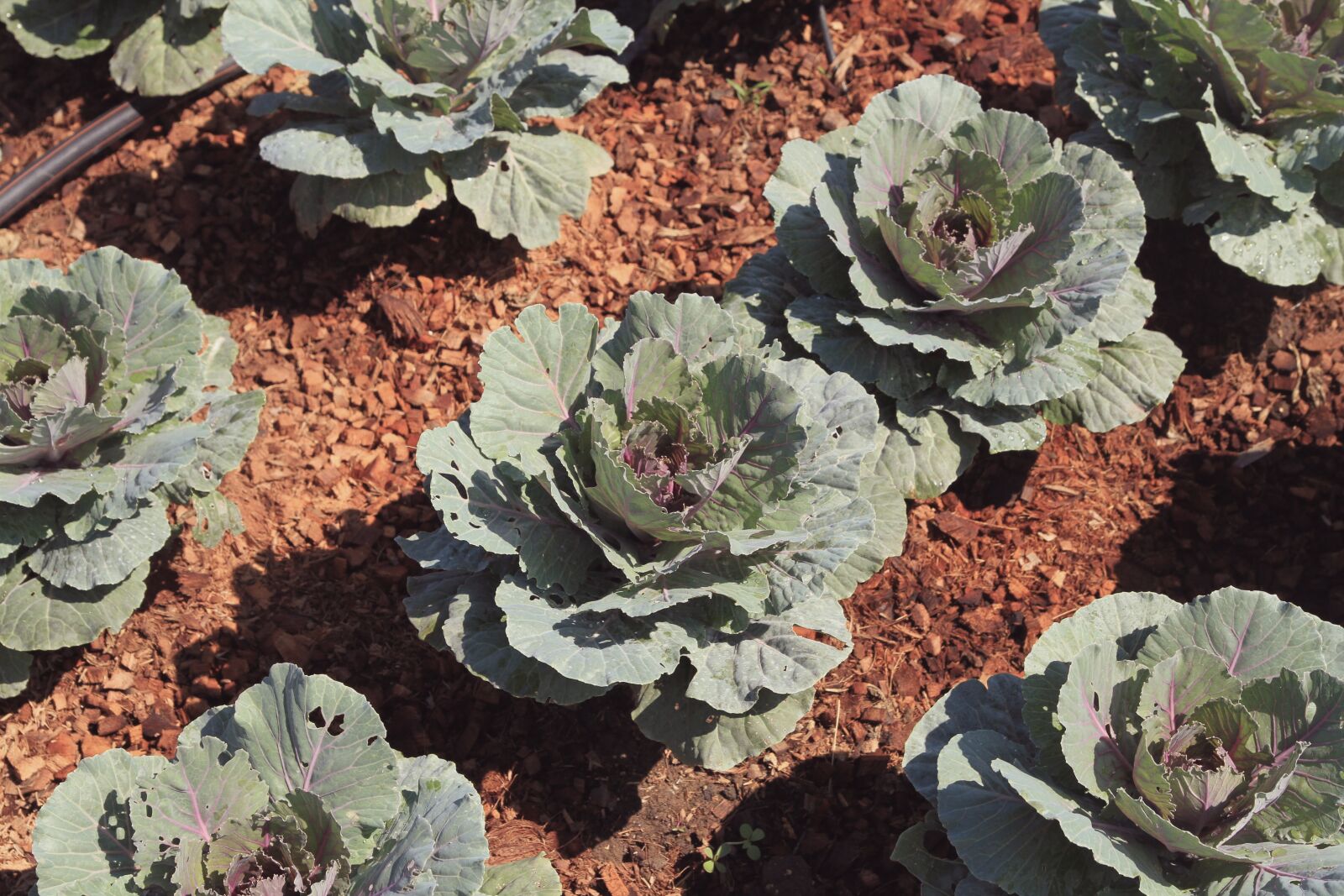 Canon EOS 7D sample photo. Agriculture, background, beautify photography