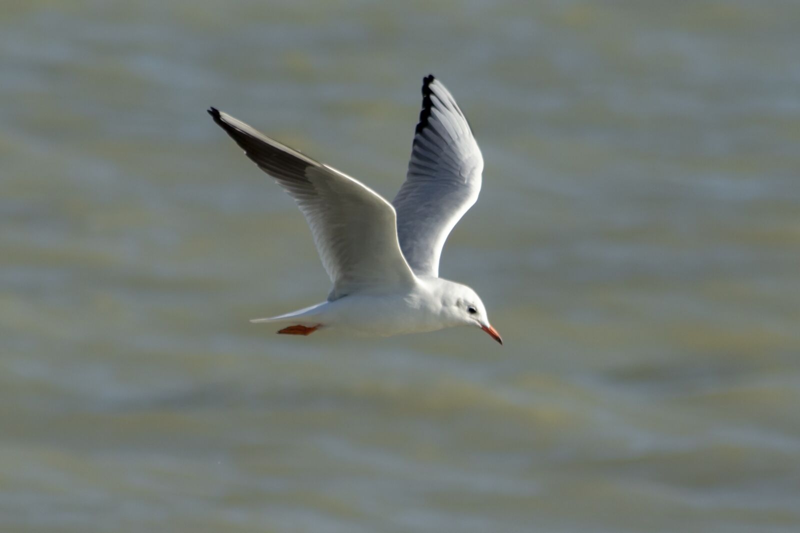 Canon EF75-300mm f/4-5.6 sample photo. Seagull, bird, water bird photography