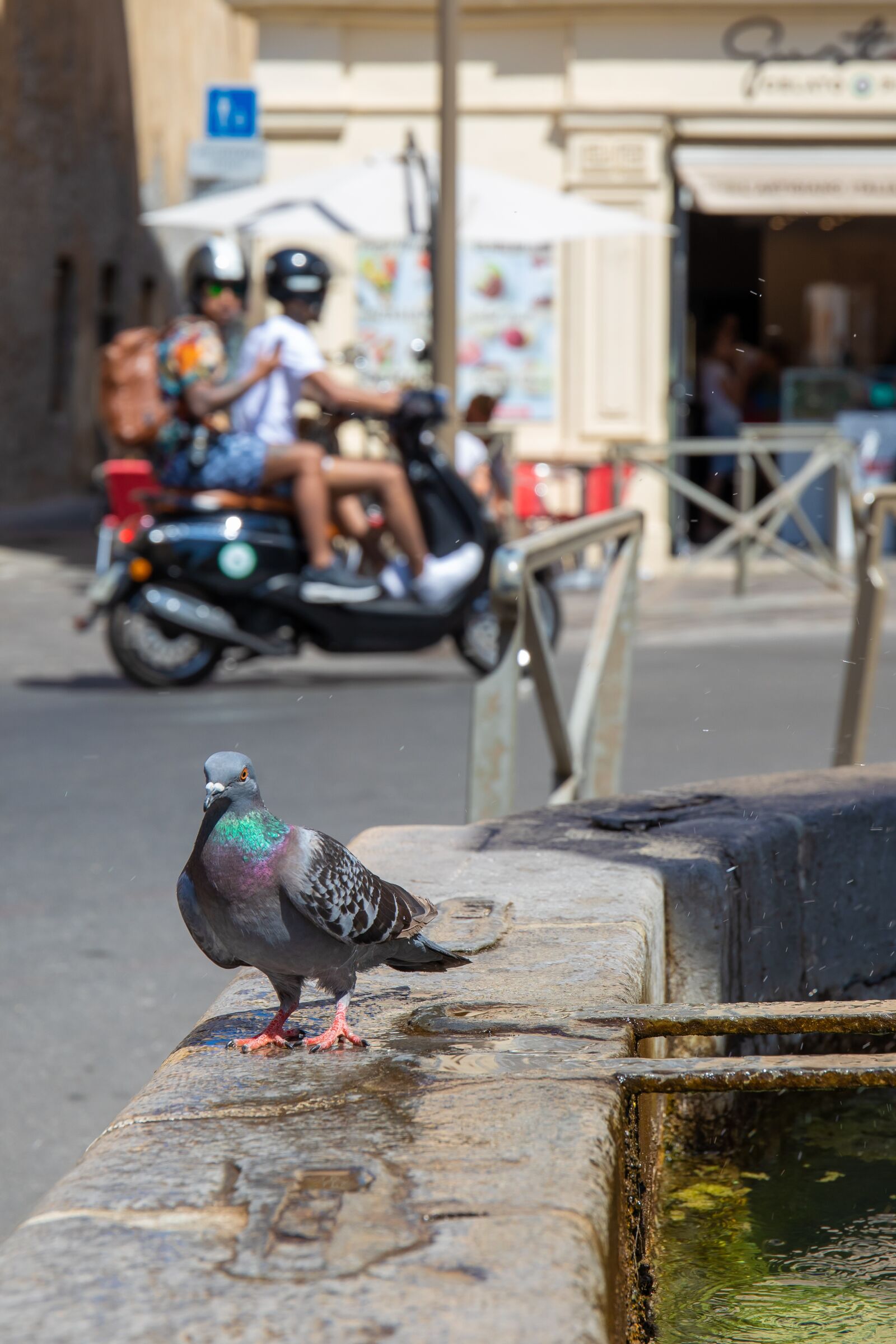 Canon EOS 5D Mark IV + Canon EF 24-70mm F4L IS USM sample photo. Dove, bird, pigeon photography