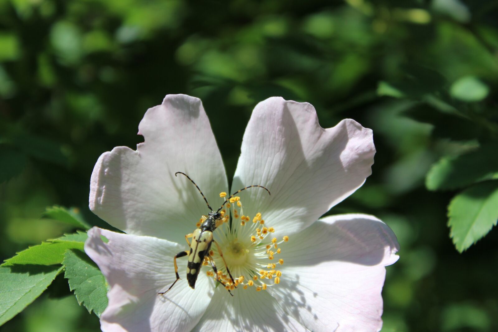 Canon EOS 600D (Rebel EOS T3i / EOS Kiss X5) sample photo. Longhorn beetle, leptura macalata photography