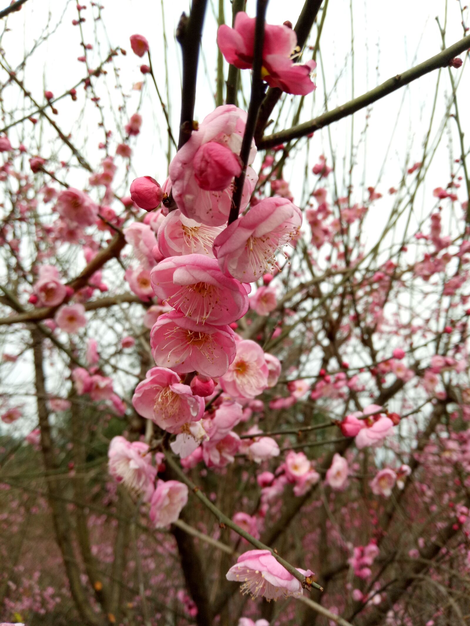 OPPO R9k sample photo. Flower, pink, plum blossom photography