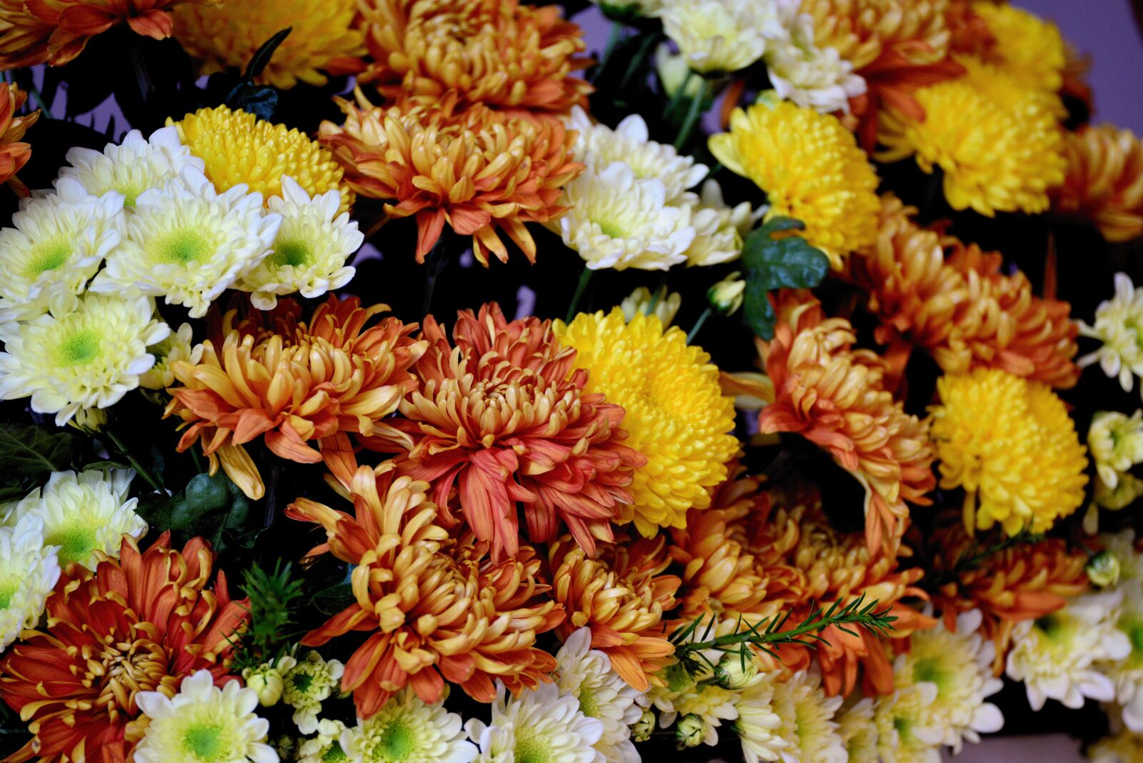 Nikon D610 sample photo. Autumn flowers, asters, chrysanthemums photography